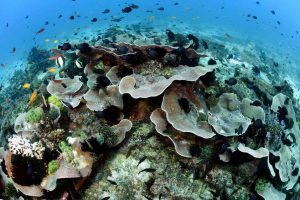 Balicasag Island scuba diving with Haka Dive Center