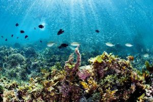 Napaling scuba diving school of sardines with Haka Dive Center